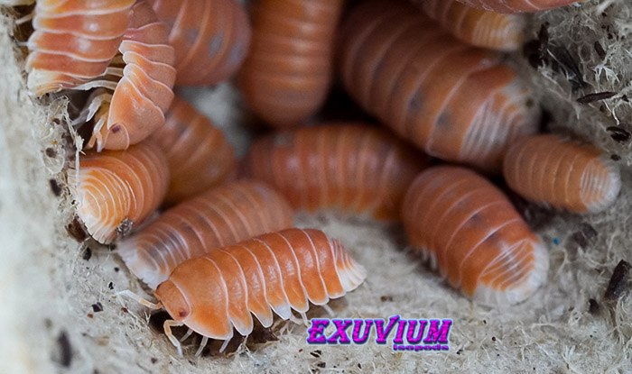 Cubaris spec citrus, isopods for sale, in stock, available