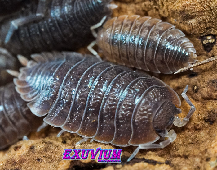 Porcellio dilatatus, giant canyon isopod, woodlouse, isopods for sale, in stock, available