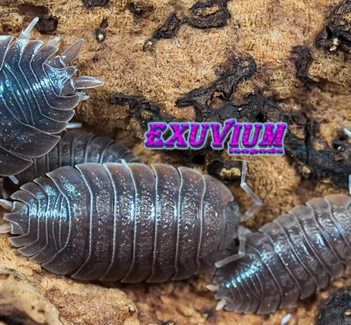 Porcellio dilatatus, giant canyon isopod, woodlouse, isopods for sale, in stock, available
