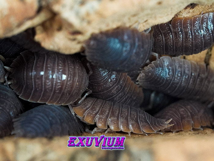 Porcellio dilatatus, giant canyon isopod, woodlouse, isopods for sale, in stock, available