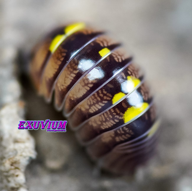 Schizidium rausi, rare exotic isopod, isopods for sale, in stock, available