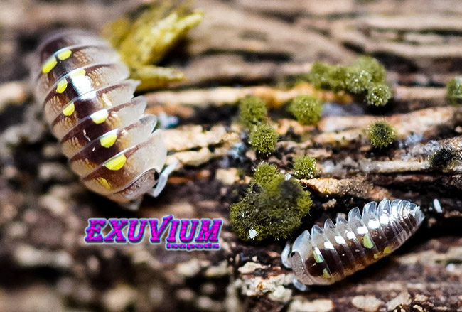 Schizidium rausi, rare exotic isopod, isopods for sale, in stock, available