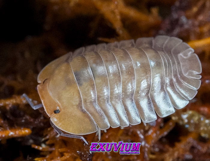 Troglodillo spec porcelain, isopods for sale, in stock, available