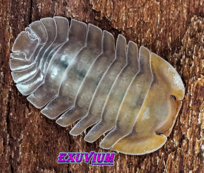 Troglodillo spec porcelain, isopods for sale, in stock, available