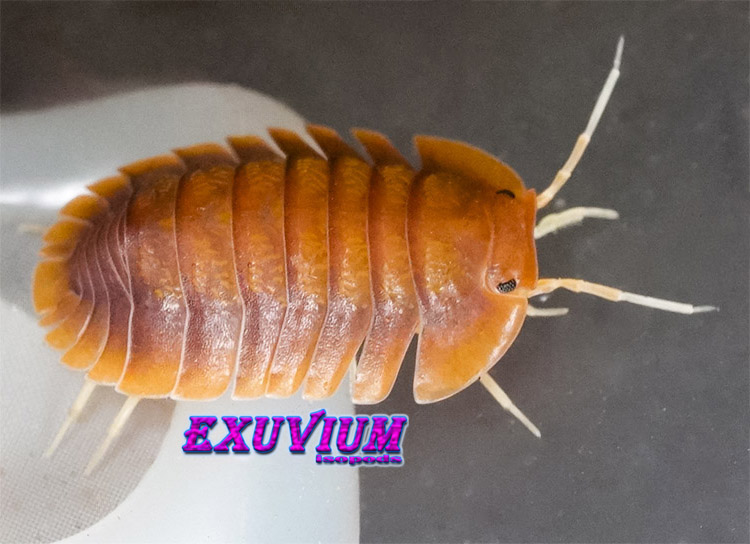 Troglodillo spec vex, isopods for sale, in stock, available