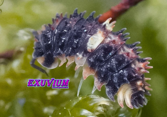 Armadillidae sp. 'Devil Mask' Captive Bred Isopods – Exuvium Isopods