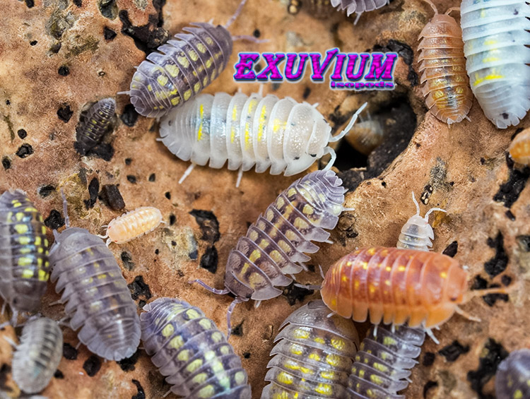 Armadillidium granulatum lottery ticket, morph mix, isopods for sale