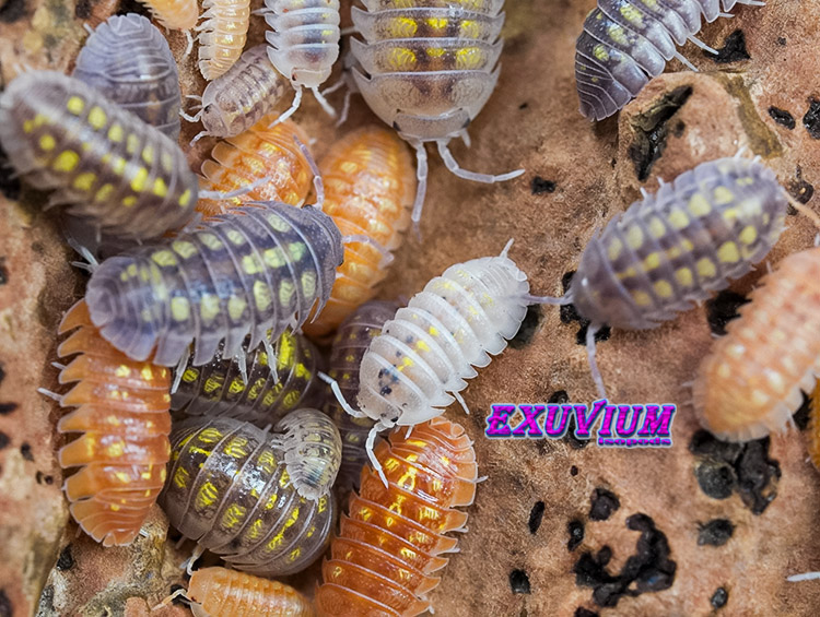 Armadillidium granulatum lottery ticket, morph mix, isopods for sale, in stock, available