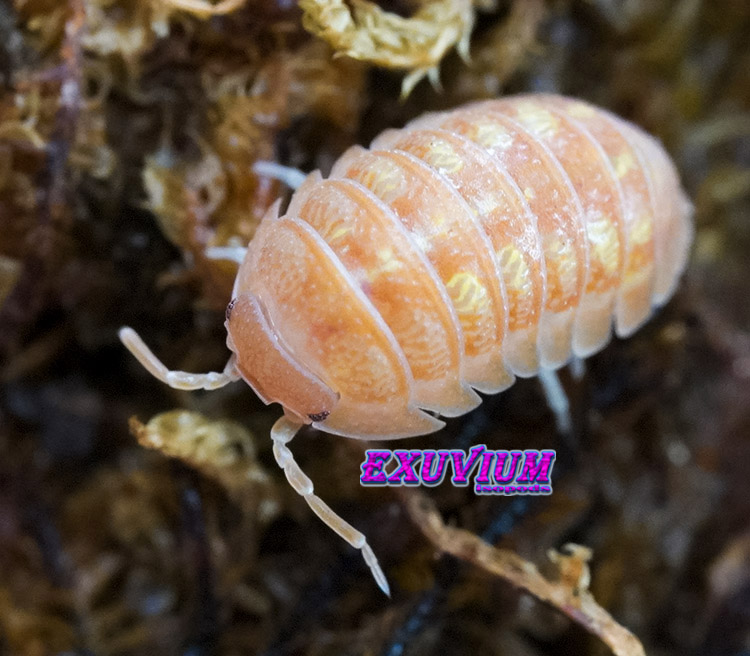 Armadillidium granulatum lottery ticket, morph mix, isopods for sale, in stock, available
