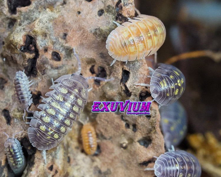Armadillidium granulatum lottery ticket, morph mix, isopods for sale, in stock, available