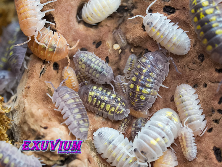Armadillidium granulatum lottery ticket, morph mix, isopods for sale, in stock, available