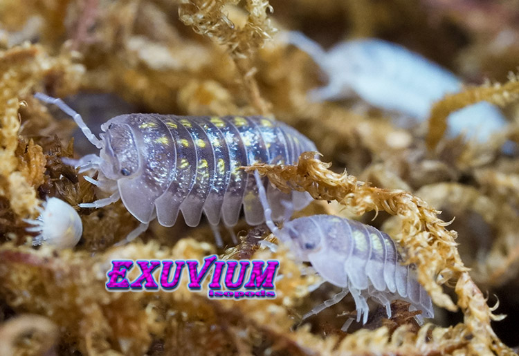 Armadillidium granulatum lottery ticket, morph mix, isopods for sale, in stock, available