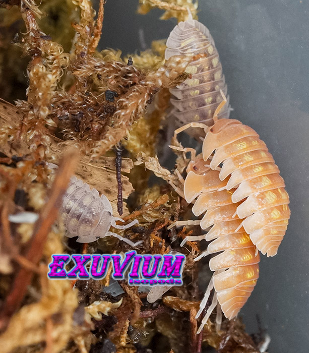 Armadillidium granulatum lottery ticket, morph mix, isopods for sale, in stock, available