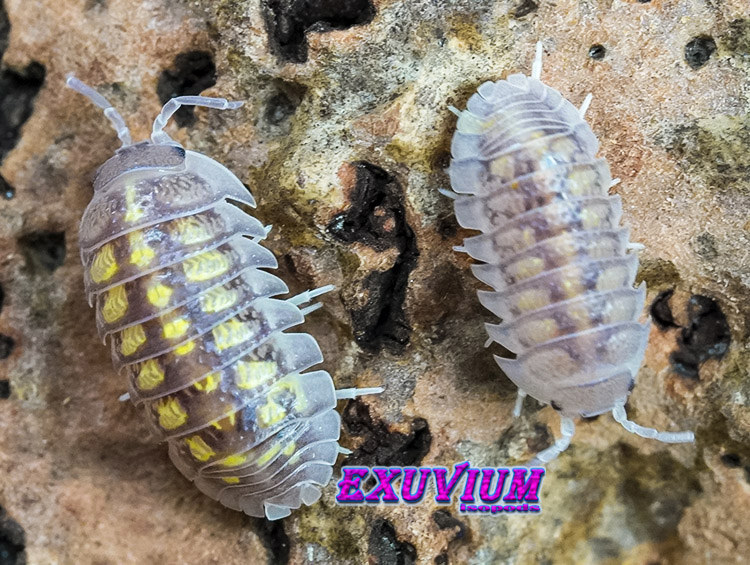 Armadillidium granulatum lottery ticket, morph mix, isopods for sale, in stock, available