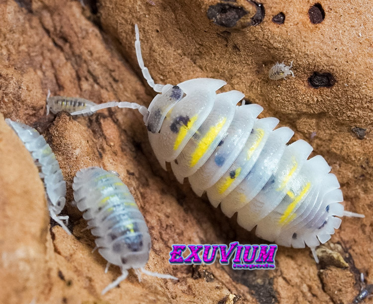 Armadillidium granulatum ‘Magic Potion’ Captive Bred Isopods – Exuvium ...
