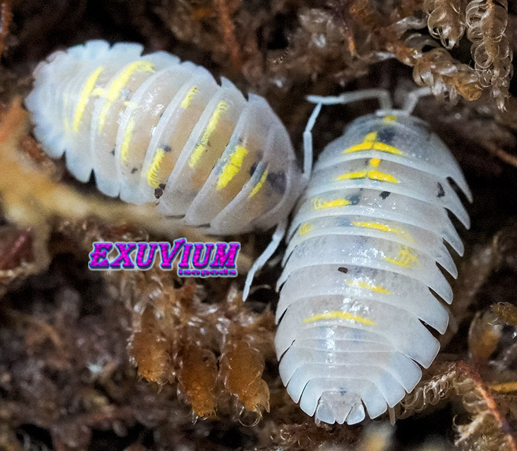 Armadillidium granulatum magic potion, isopods for sale, in stock, available