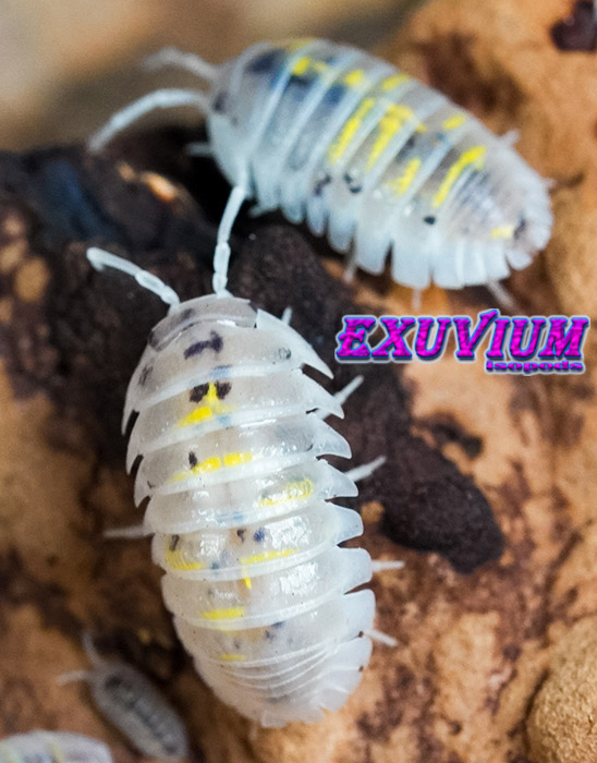 Armadillidium granulatum ‘Magic Potion’ Captive Bred Isopods – Exuvium ...