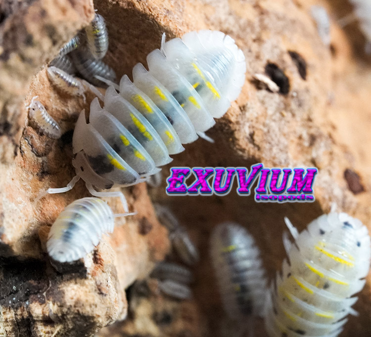 Armadillidium granulatum ‘Magic Potion’ Captive Bred Isopods – Exuvium ...