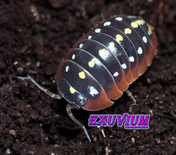 Armadillidium klugii ‘Montenegro’ (Clown Isopod) – Exuvium Isopods