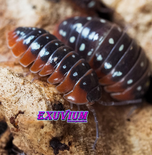 Armadillidium klugii ‘Montenegro’ (Clown Isopod) – Exuvium Isopods