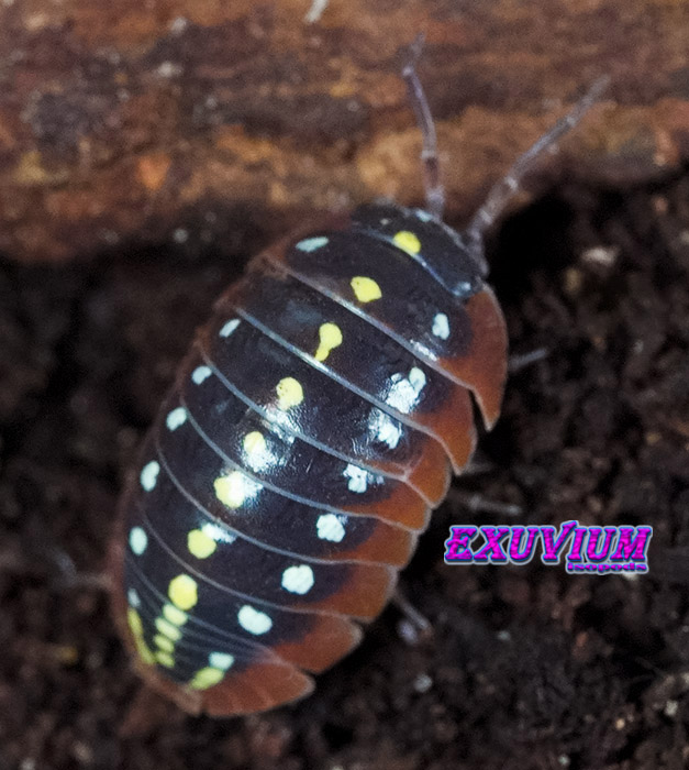 Armadillidium klugii ‘Montenegro’ (Clown Isopod) – Exuvium Isopods