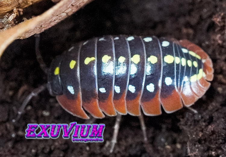 Armadillidium klugii ‘Montenegro’ (Clown Isopod) – Exuvium Isopods