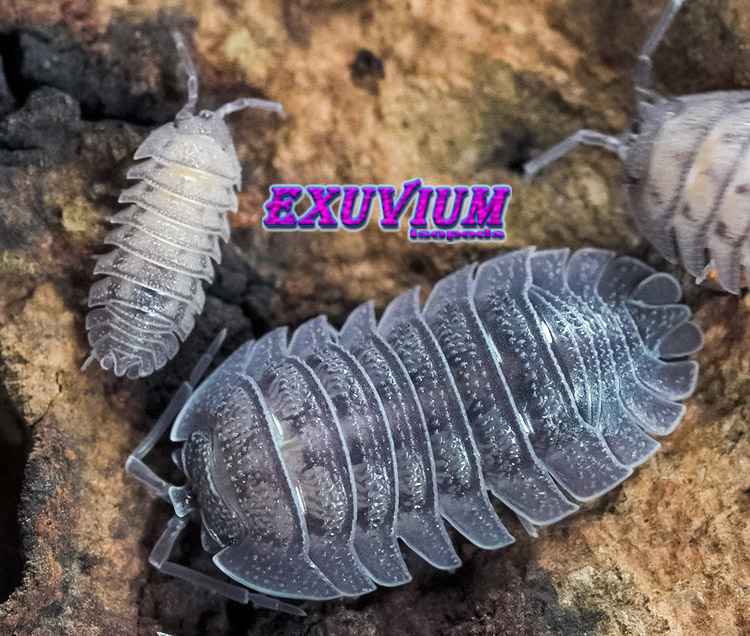 Armadillidium peraccae, peracca's pill woodlouse, isopods for sale, in stock, available, peracae, perracae