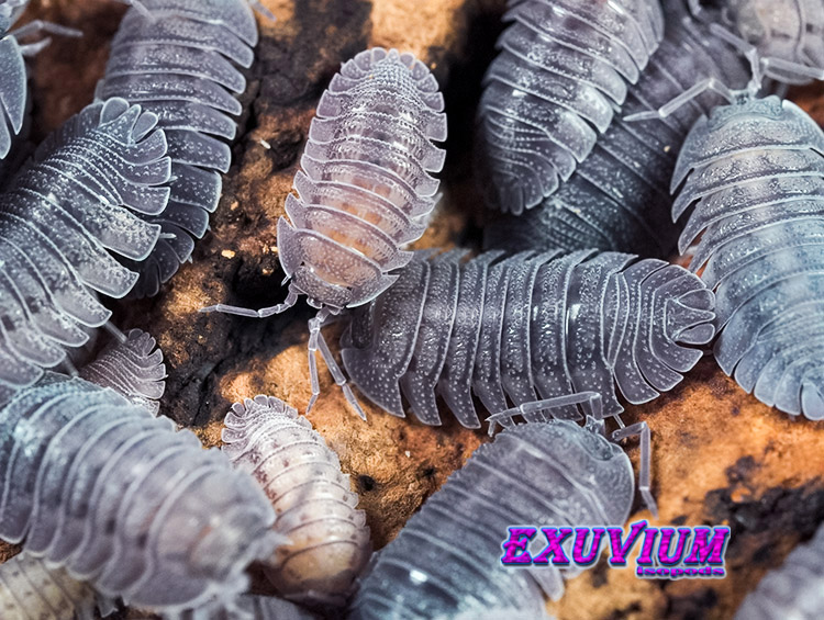 Armadillidium peraccae, peracca's pill woodlouse, isopods for sale, in stock, available, peracae, perracae