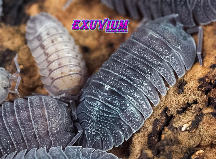 Armadillidium peraccae, peracca's pill woodlouse, isopods for sale, in stock, available, peracae, perracae