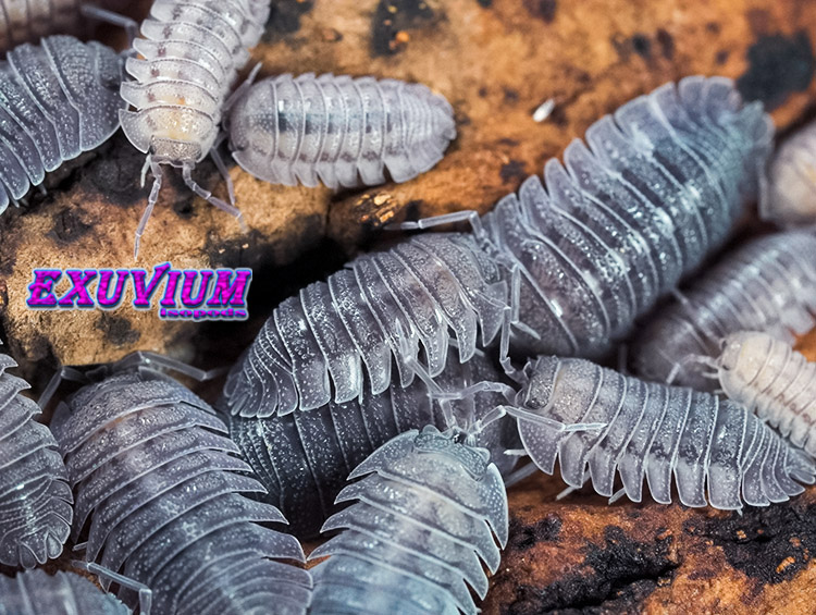 Armadillidium peraccae, peracca's pill woodlouse, isopods for sale, in stock, available, peracae, perracae