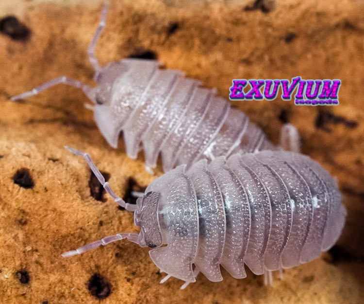 Armadillidium scaberrimum, sandstone pill woodlouse, isopods for sale, in stock, available, scaberimum