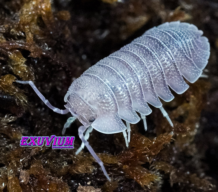 Armadillidium scaberrimum, sandstone pill woodlouse, isopods for sale, in stock, available, scaberimum