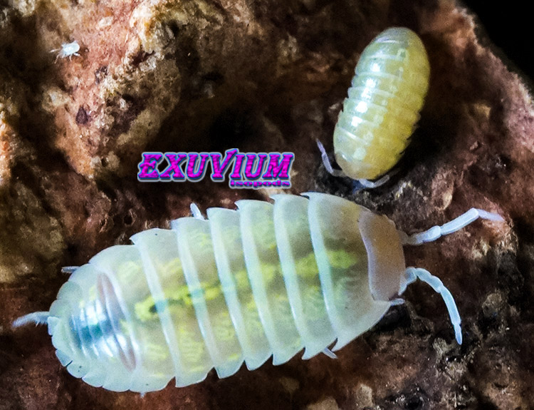 Armadillidium vulgare gold, golden, isopods for sale, in stock, available