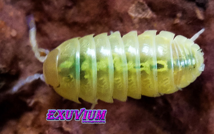 Armadillidium vulgare gold, golden, isopods for sale, in stock, available