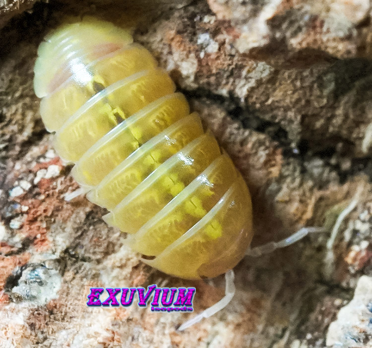 Armadillidium vulgare gold, golden, isopods for sale, in stock, available