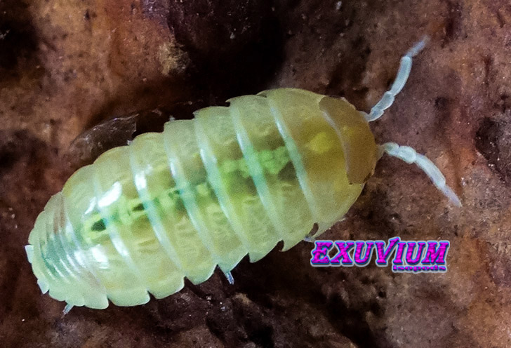 Armadillidium vulgare gold, golden, isopods for sale, in stock, available
