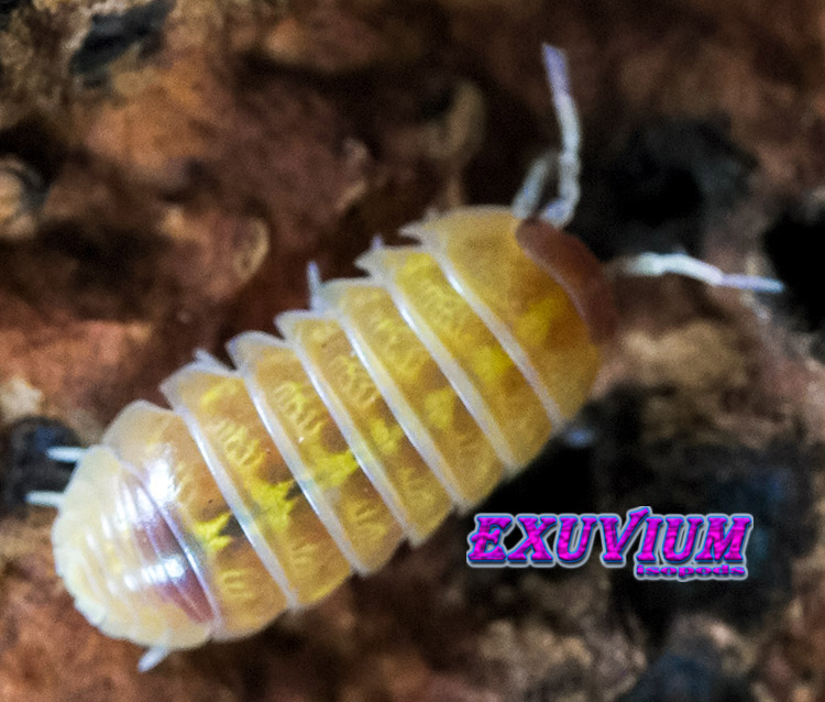 Armadillidium vulgare gold, golden, isopods for sale, in stock, available