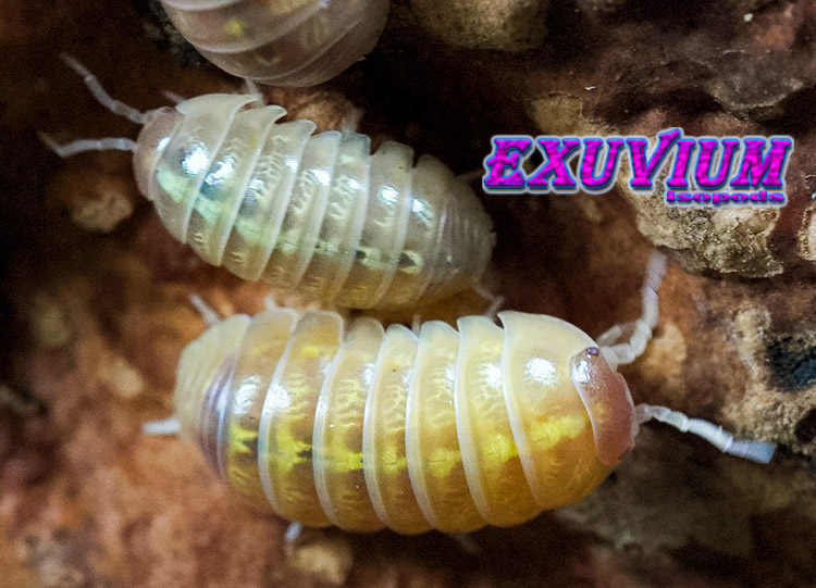 Armadillidium vulgare gold, golden, isopods for sale, in stock, available