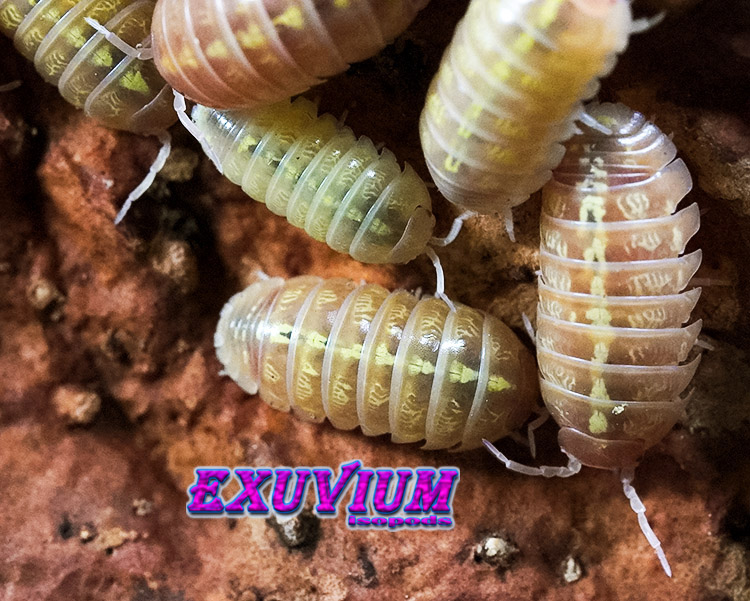 Armadillidium vulgare gold, golden, isopods for sale, in stock, available