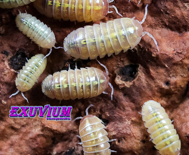 Armadillidium vulgare gold, golden, isopods for sale, in stock, available