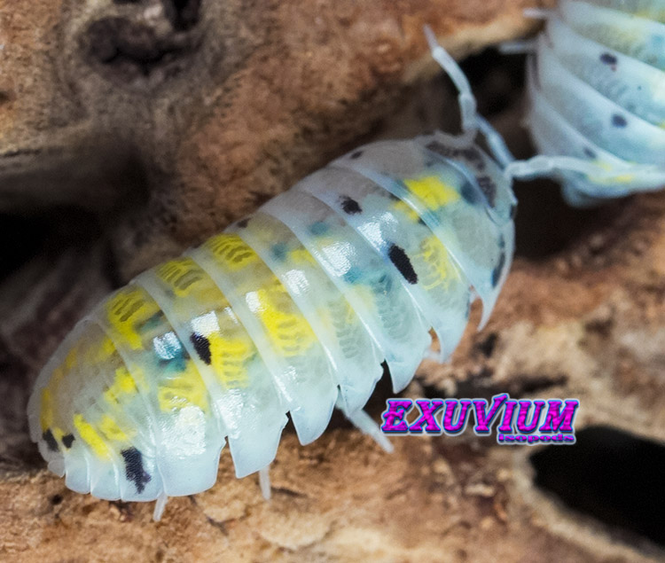 Armadillidium vulgare magic potion, isopods for sale, in stock, available