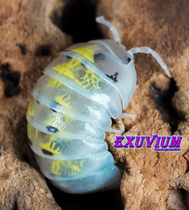 Armadillidium vulgare magic potion, isopods for sale, in stock, available