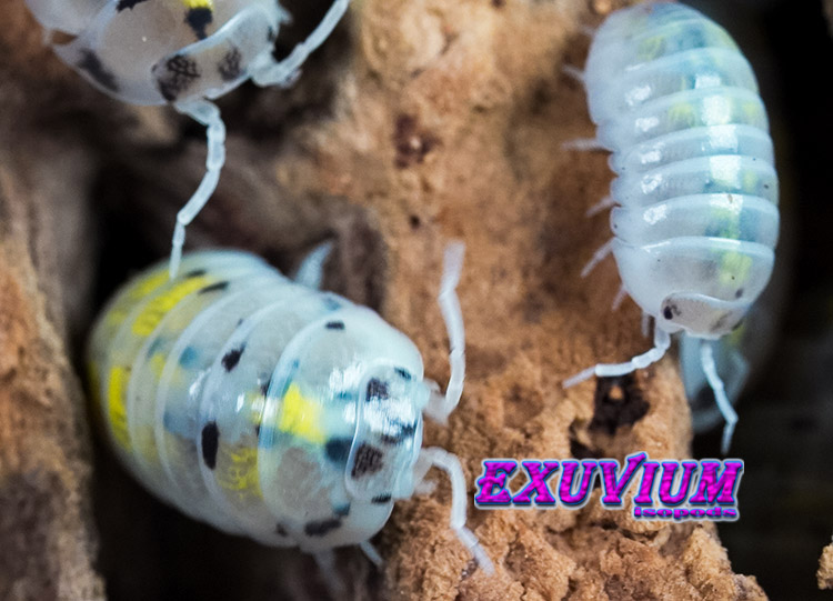 Armadillidium vulgare magic potion, isopods for sale, in stock, available