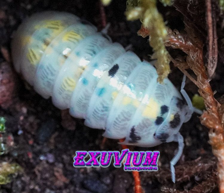 Armadillidium vulgare magic potion, isopods for sale, in stock, available