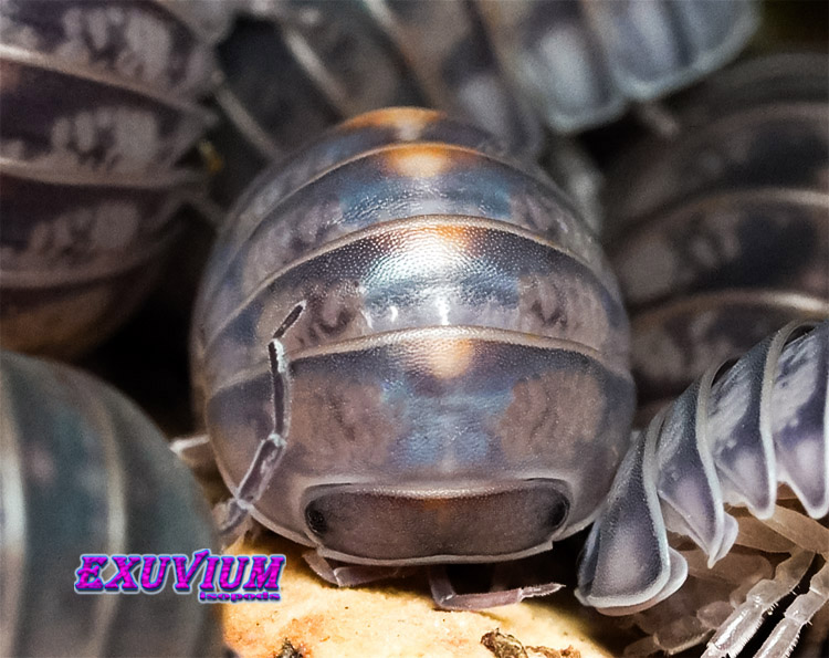 Armadillo officinalis Israel, isopods for sale, available, in stock