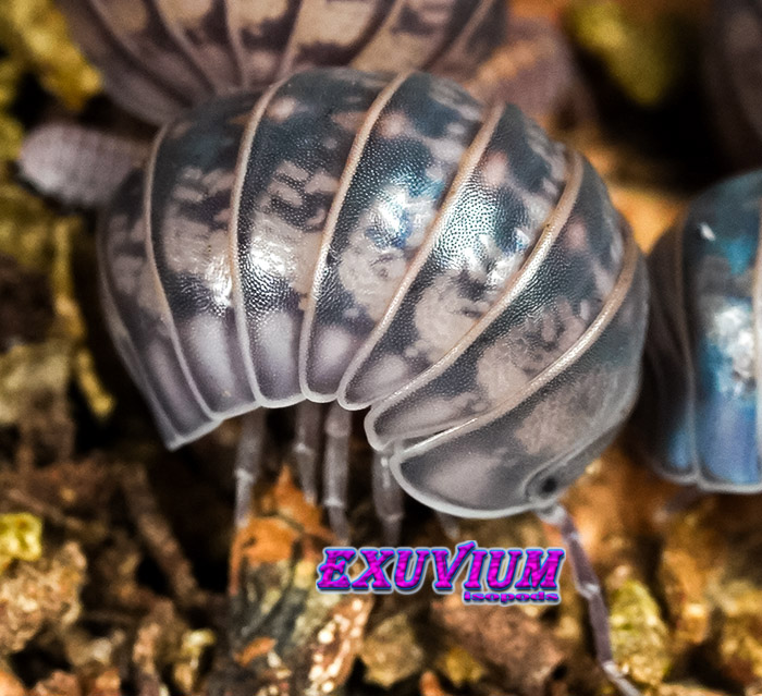 Armadillo officinalis Israel, isopods for sale, available, in stock