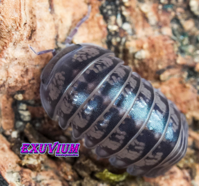 Armadillo officinalis Israel, isopods for sale, available, in stock