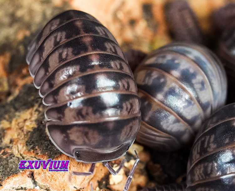 Armadillo officinalis Israel, isopods for sale, available, in stock