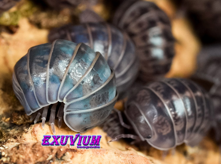 Armadillo officinalis Israel, isopods for sale, available, in stock