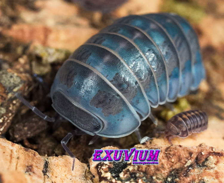 Armadillo officinalis Israel, isopods for sale, available, in stock